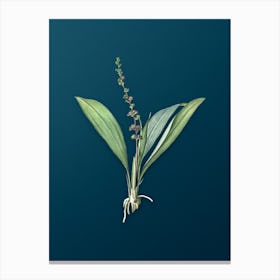 Vintage Peliosanthes Teta Botanical Art on Teal Blue n.0320 Canvas Print