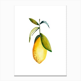 Lemon 3 Canvas Print