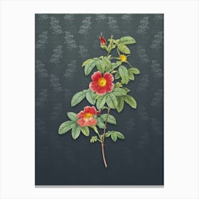 Vintage Single May Rose Botanical on Slate Gray Pattern n.0920 Canvas Print