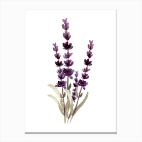 Lavender Flowers Canvas Print