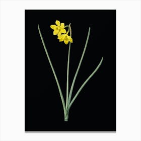 Vintage Narcissus Odorus Botanical Illustration on Solid Black n.0393 Canvas Print