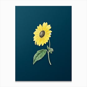 Vintage California Sunflower Botanical Art on Teal Blue n.0411 Canvas Print