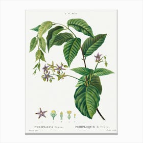 Silkvine, Periploca Graeca, Pierre Joseph Redoute Canvas Print