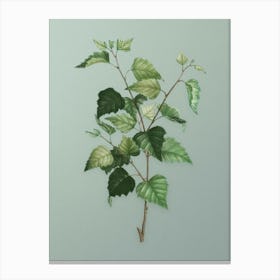 Vintage Silver Birch Botanical Art on Mint Green n.0648 Canvas Print