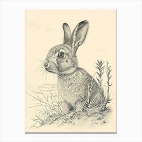 Harlequin Rabbit Drawing 3 Canvas Print