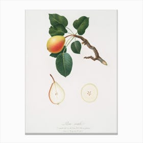 Pear (Pyrus Regalis) From Pomona Italiana (1817 1839), Giorgio Gallesio Canvas Print