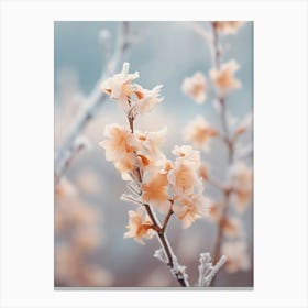 Frosty Botanical Chinese Witch Hazel 4 Canvas Print