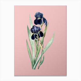 Vintage German Iris Botanical on Soft Pink n.0070 Canvas Print