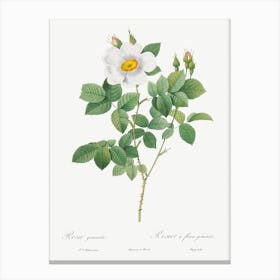 Twin Flowered White Rose, Pierre Joseph Redoute Canvas Print