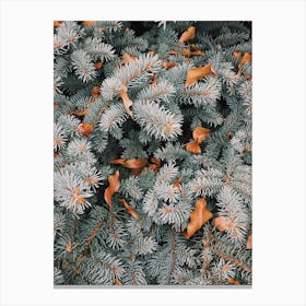 Blue Spruce Tree Canvas Print