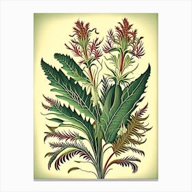 Kangaroo Paw Fern 1 Vintage Botanical Poster Canvas Print