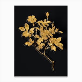 Vintage Vintage Rosebush Botanical in Gold on Black Canvas Print