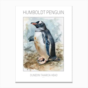 Humboldt Penguin Dunedin Taiaroa Head Watercolour Painting 4 Poster Canvas Print