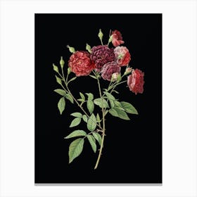 Vintage Ternaux Rose Bloom Botanical Illustration on Solid Black Canvas Print