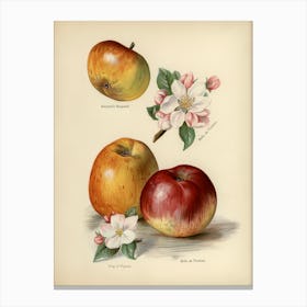 Vintage Illustration Of King Of Pippins Apple, John Wright Canvas Print