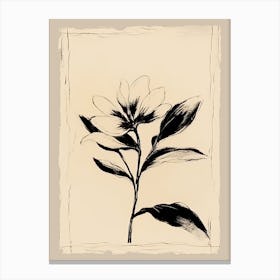 Marigold Flowers Ink On Paper Drawing 1 Canvas Print