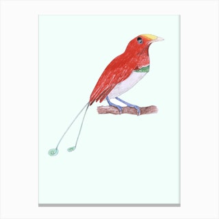 King Bird Of Paradise Red In White Canvas Print
