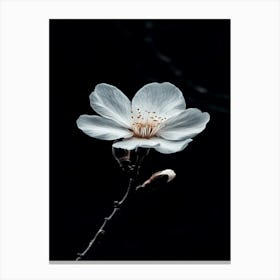 Sakura Blossom Canvas Print