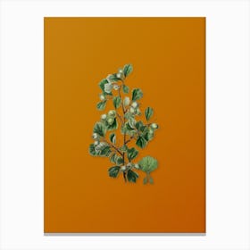 Vintage Spathula Leaved Thorn Flower Botanical on Sunset Orange n.0006 Canvas Print