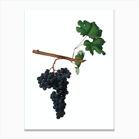 Vintage Dolcetto Grapes Botanical Illustration on Pure White n.0560 Canvas Print