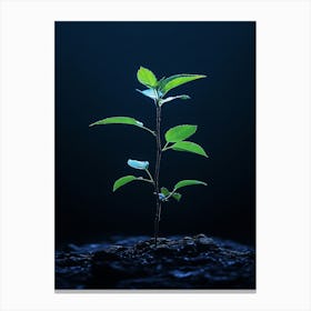 Tree Growing Out Of The Ground 3 Canvas Print