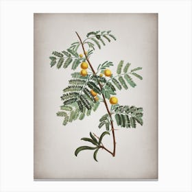 Vintage Sweet Acacia Botanical on Parchment n.0692 Canvas Print