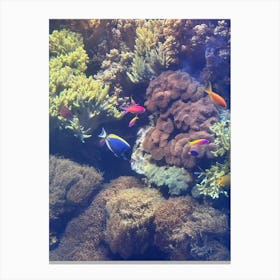 Coral Reef Canvas Print