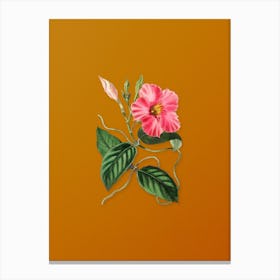 Vintage Knob Jointed Dipladenia Flower Botanical on Sunset Orange n.0842 Canvas Print