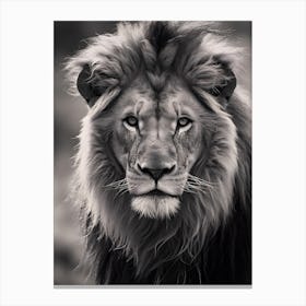 Portrait Of A Lion, Black And White Canvas Print