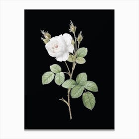 Vintage White Misty Rose Botanical Illustration on Solid Black n.0892 Canvas Print