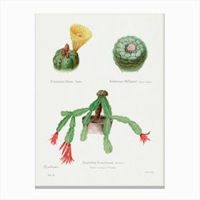 Peyote, Indian Head And Christmas Cactus, Familie Der Cacteen Canvas Print