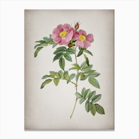 Vintage Shining Rosa Lucida Botanical on Parchment n.0873 Canvas Print