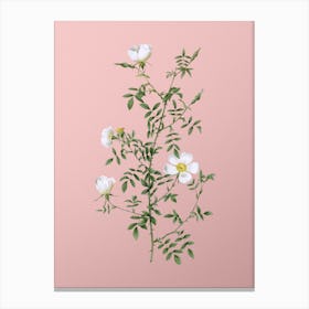 Vintage Hedge Rose Botanical on Soft Pink Canvas Print