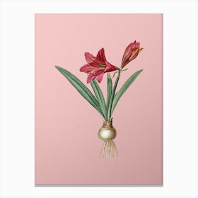Vintage Hippeastrum Botanical on Soft Pink n.0858 Canvas Print