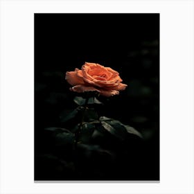 Dark Rose 138 Canvas Print