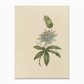 Passion Flower 1 Canvas Print