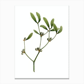 Vintage Viscum Album Branch Botanical Illustration on Pure White n.0461 Canvas Print