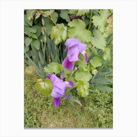 Purple Iris Canvas Print