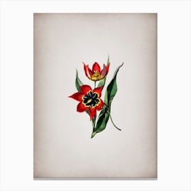 Vintage Red Strong Smelling Tulip Botanical on Parchment n.0895 Canvas Print