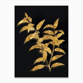 Vintage Andromeda Acuminata Bloom Botanical in Gold on Black n.0005 Canvas Print