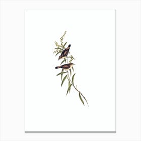 Vintage Mangrove Gerygone Bird Illustration on Pure White n.0462 Canvas Print