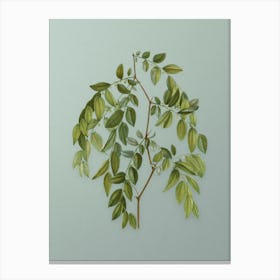Vintage Jujube Botanical Art on Mint Green Canvas Print