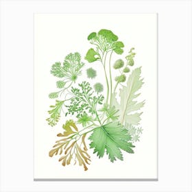 Parsley Spices And Herbs Pencil Illustration 1 Canvas Print
