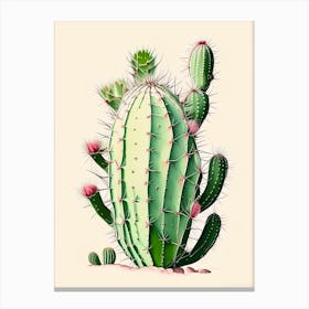 Trichocereus Cactus Retro Drawing Canvas Print