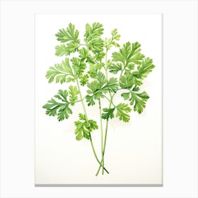 Parsley Vintage Botanical Herbs 3 Canvas Print