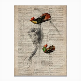 Tufted Neck Humming Bird Dictionnaire Universel Dhistoire Naturelle Canvas Print