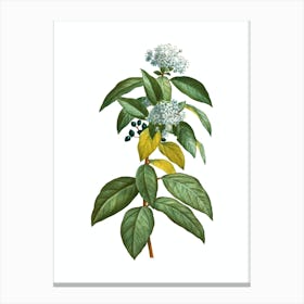 Vintage Laurustinus Botanical Illustration on Pure White n.0627 Canvas Print