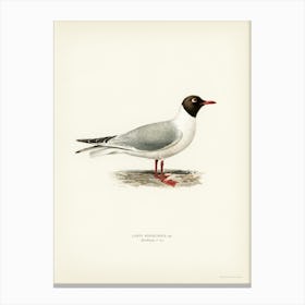 Black Headed Gull, The Von Wright Brothers Canvas Print