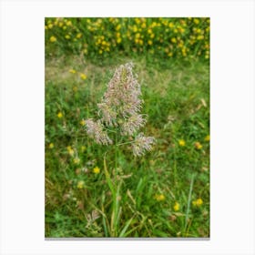 Wild flowers Canvas Print