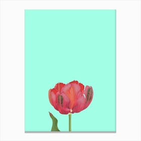 Lone Rose, Botanical, Plant, Neutral, Kitchen, Bathroom, Bedroom, Art, Wall Print Canvas Print